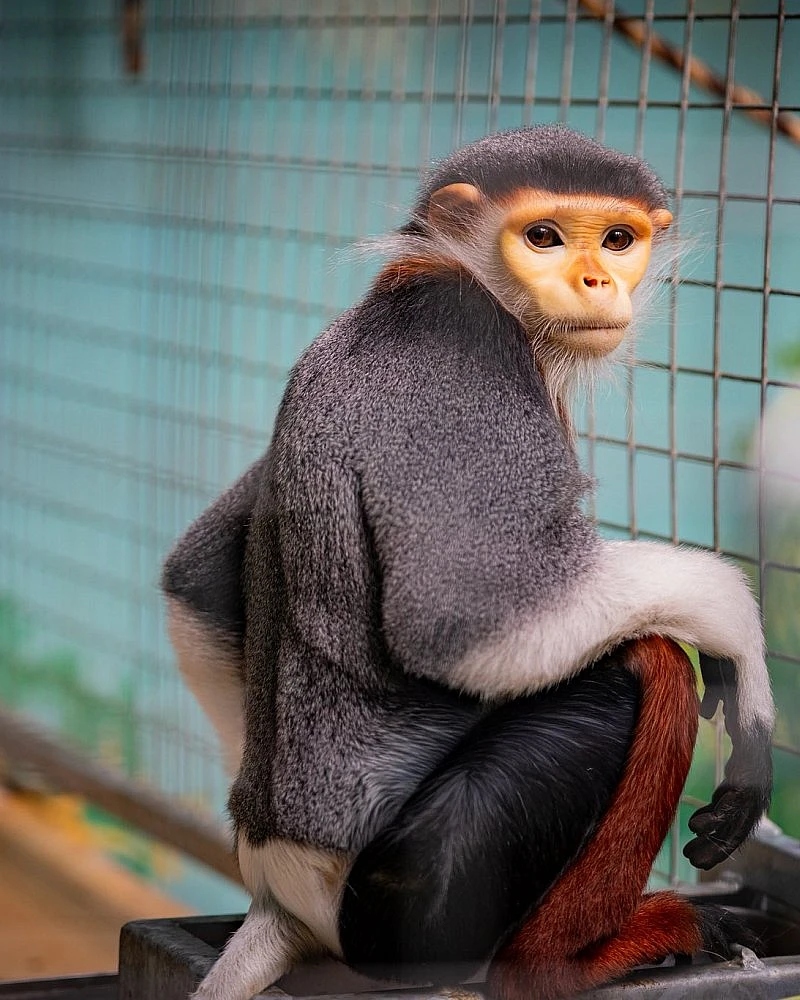 Novinky ze ZOO Chleby: samec langura duk, bílé mládě guerézy i nový dikobrazinec