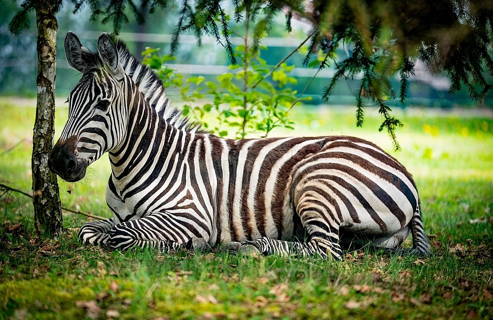 Pohádková zoo v Chlebech