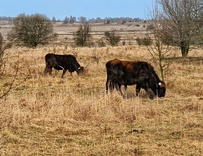 Na kole z Neratovic do Benátek nad Jizerou