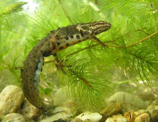 NAUČNÁ STEZKA PÍSÁK JIZBICE