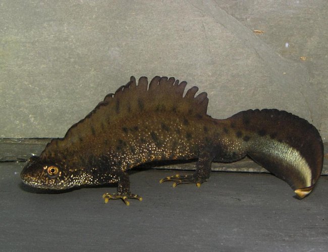 NAUČNÁ STEZKA PÍSÁK JIZBICE